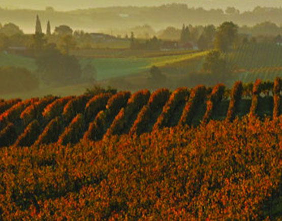 Armagnac-de-Montal-vineyard